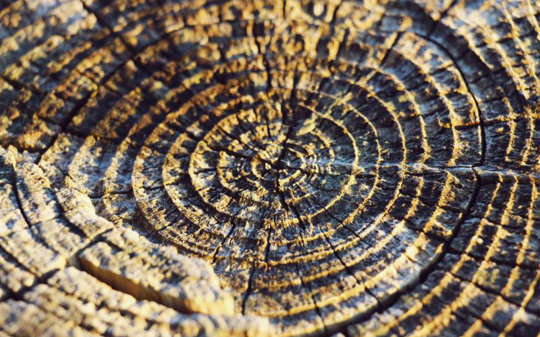 Transformation strategy: How your company can grow through circular economy and decarbonization