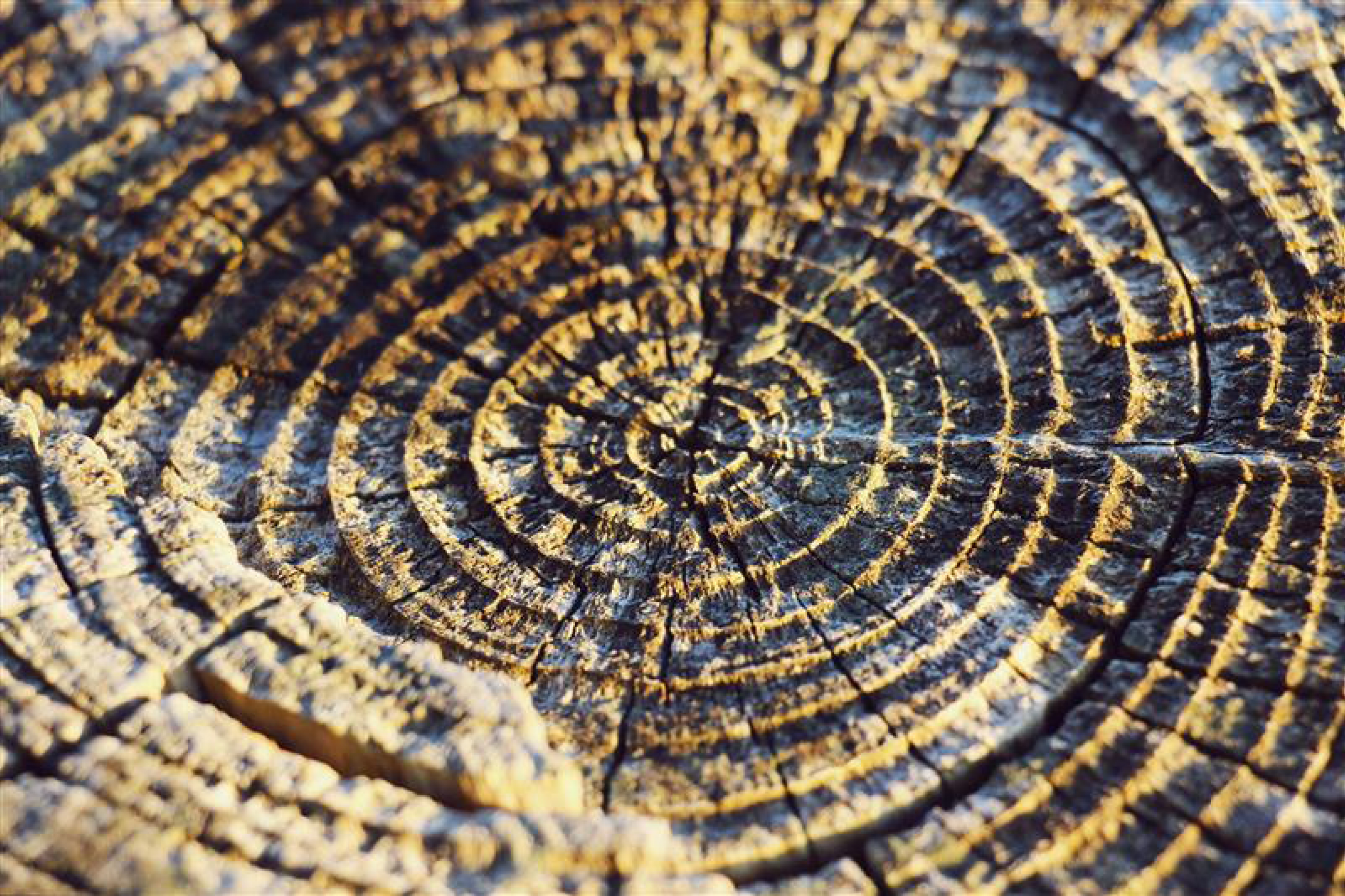 circular trunk
