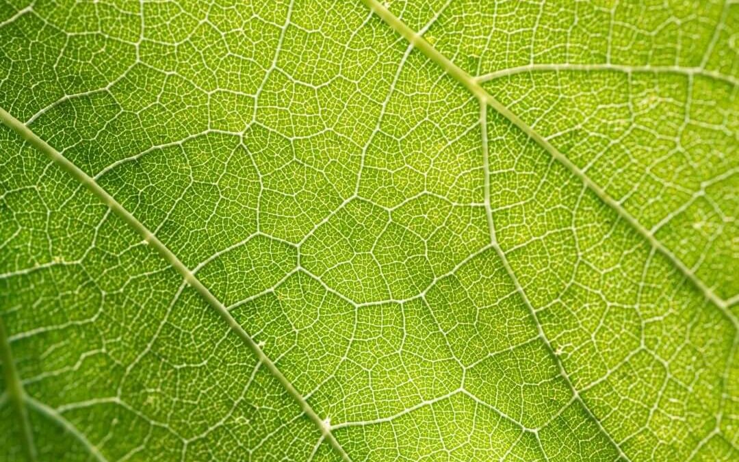 STUDY – INSIGHTS: PATHWAYS TO SUSTAINABILITY