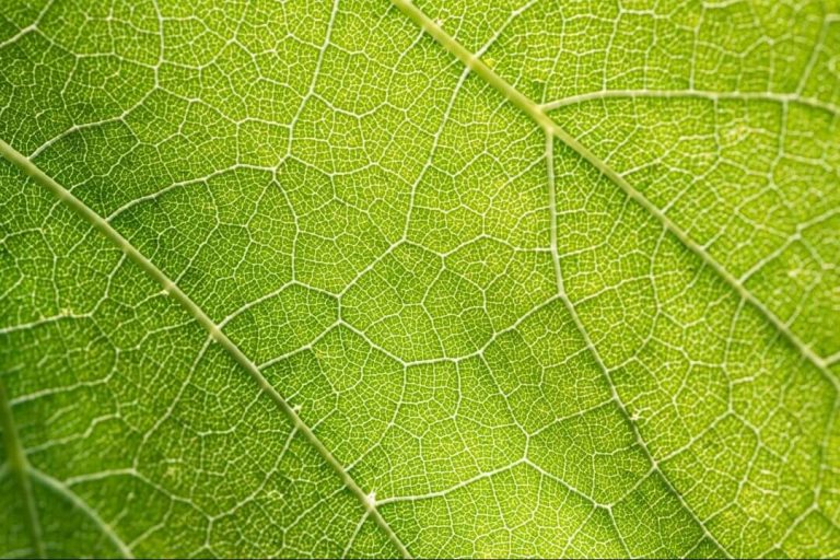 STUDY – INSIGHTS: PATHWAYS TO SUSTAINABILITY