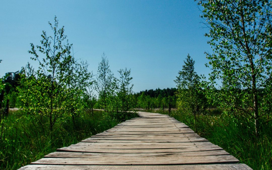 THE SUSTAINABILITY REPORT FOR SMES (VSME)