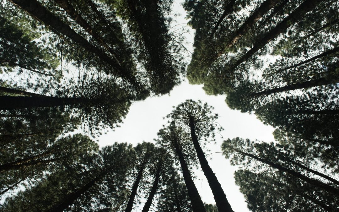 WHY COMPANIES SHOULD CARE ABOUT BIODIVERSITY