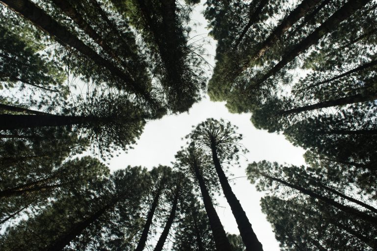 WHY COMPANIES SHOULD CARE ABOUT BIODIVERSITY