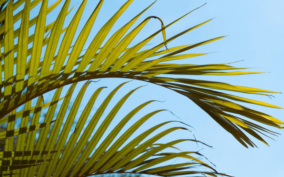 EU NATURE RESTORATION LAW: A CHANCE FOR NATURE AND THE ECONOMY