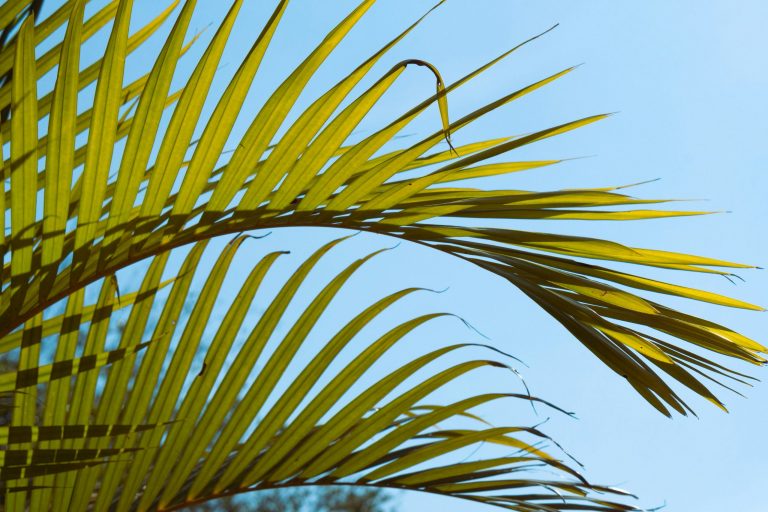 EU NATURE RESTORATION LAW: A CHANCE FOR NATURE AND THE ECONOMY