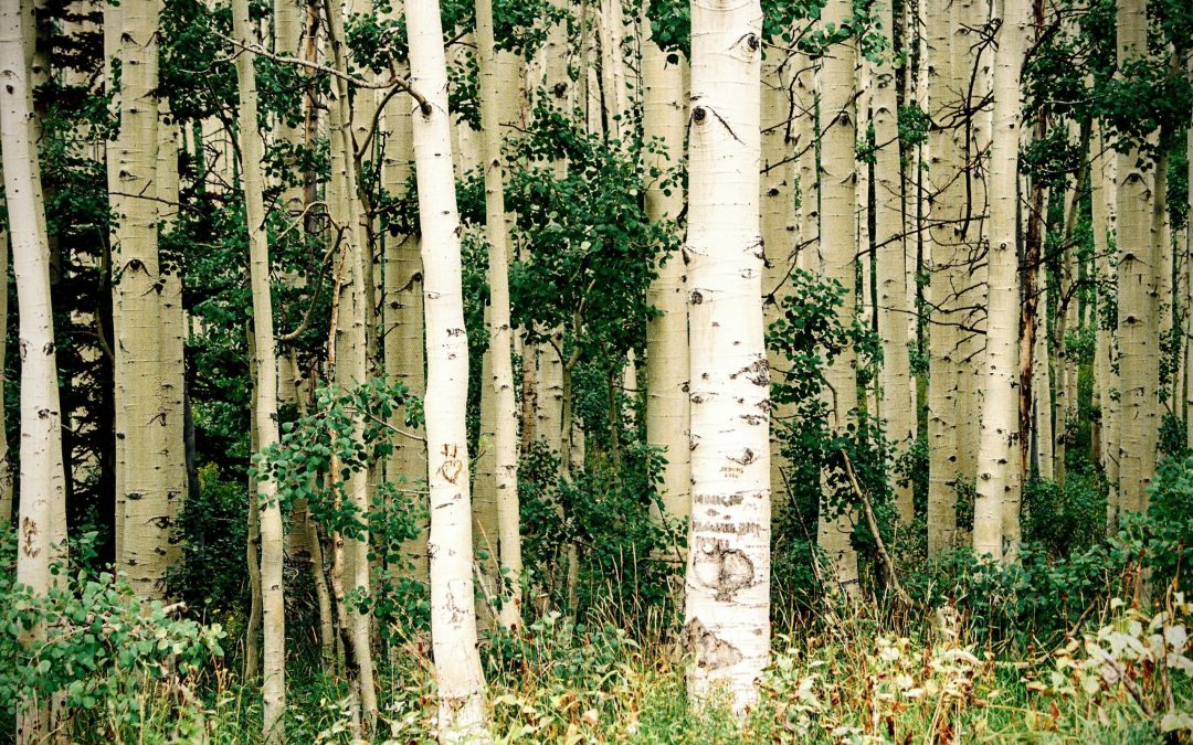 ESPR 2024: ARE YOU READY FOR THE NEW ECODESIGN REVOLUTION? 