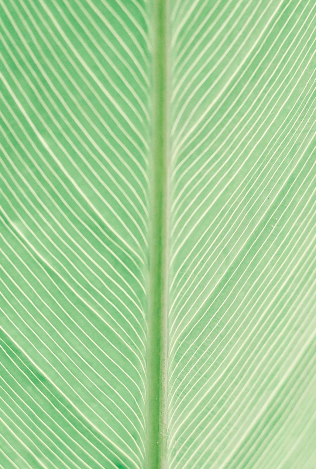 Leaf-Training Leaf