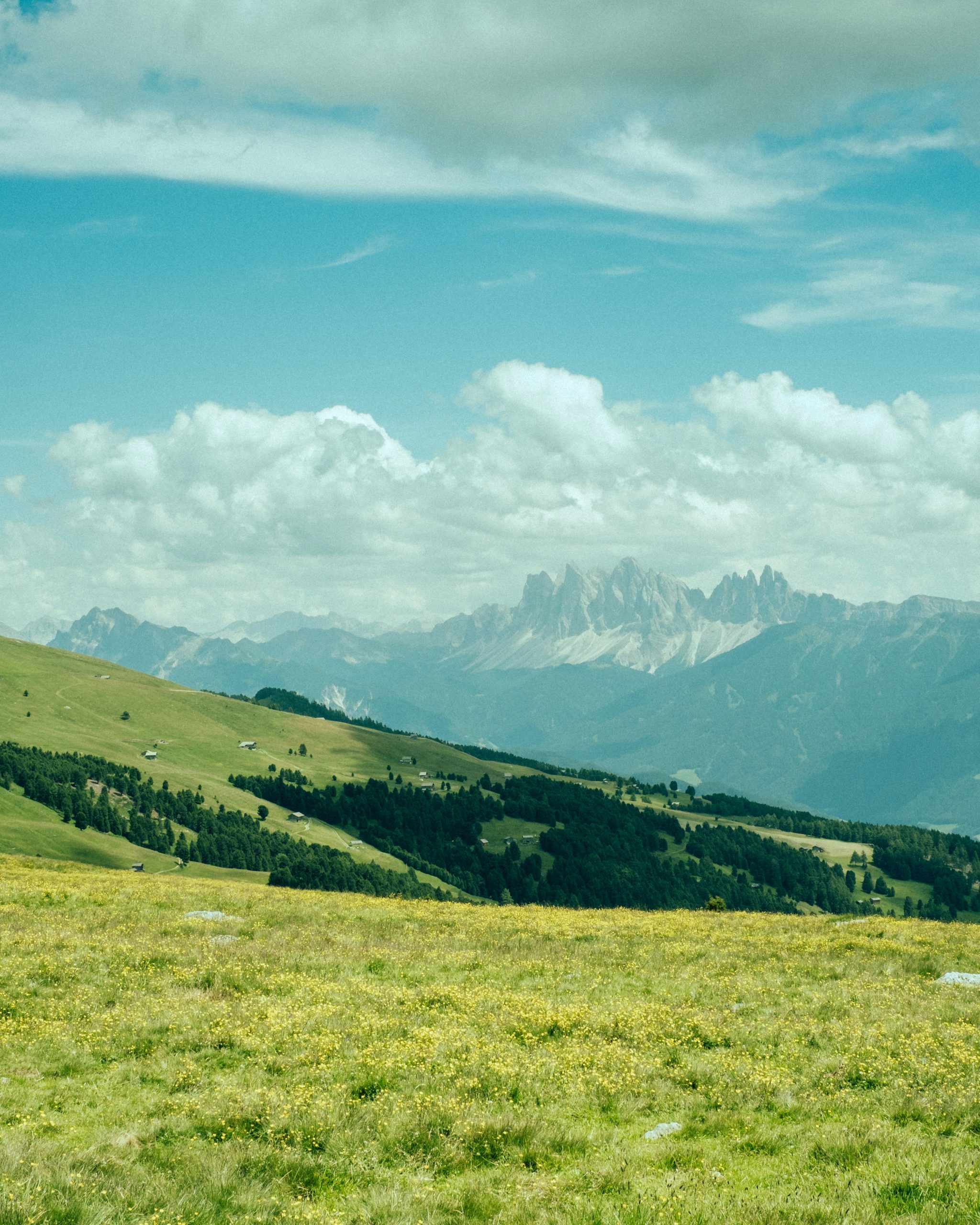 alpine_pasture alpine pasture