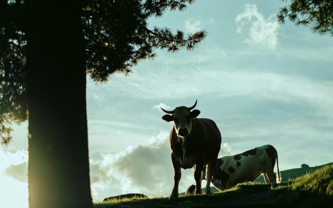 MAKING SUSTAINABILITY VISIBLE: GROßFURTNER MASTERS THE FIRST ECOVADIS RATING  