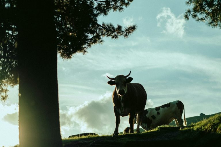 MAKING SUSTAINABILITY VISIBLE: GROßFURTNER MASTERS THE FIRST ECOVADIS RATING  