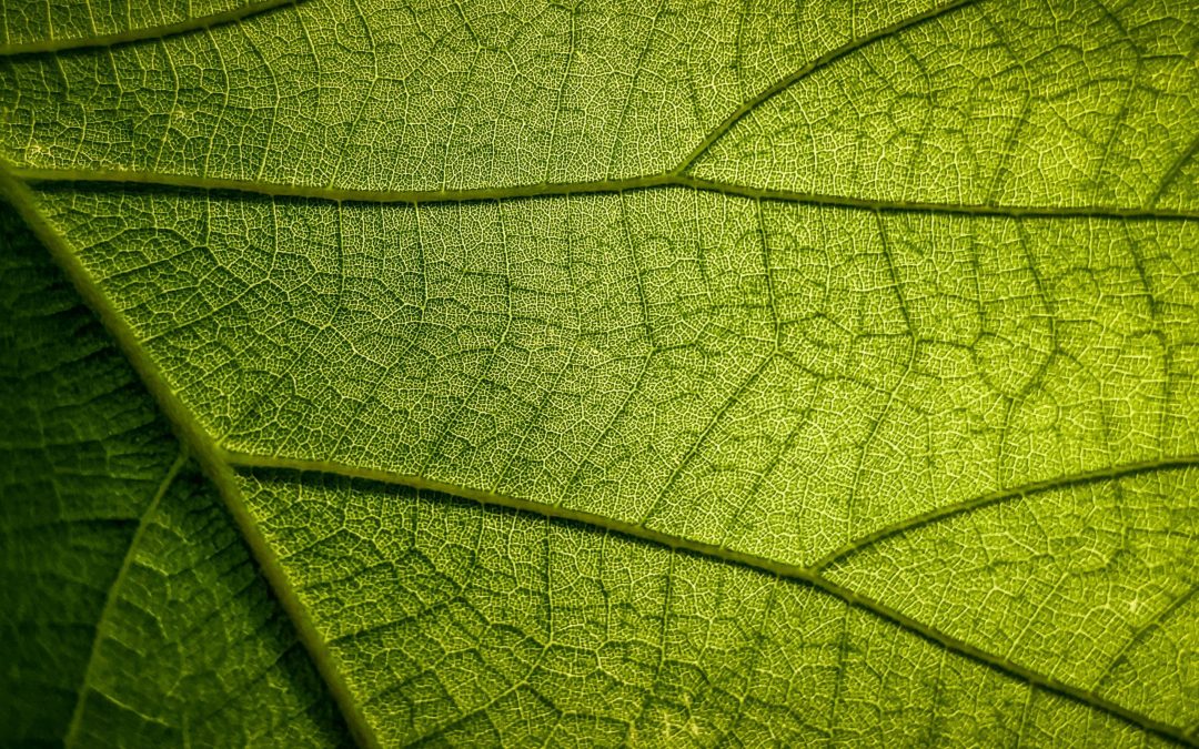 OMNIBUS COURSE: EVERYTHING YOU NEED TO KNOW NOW! 