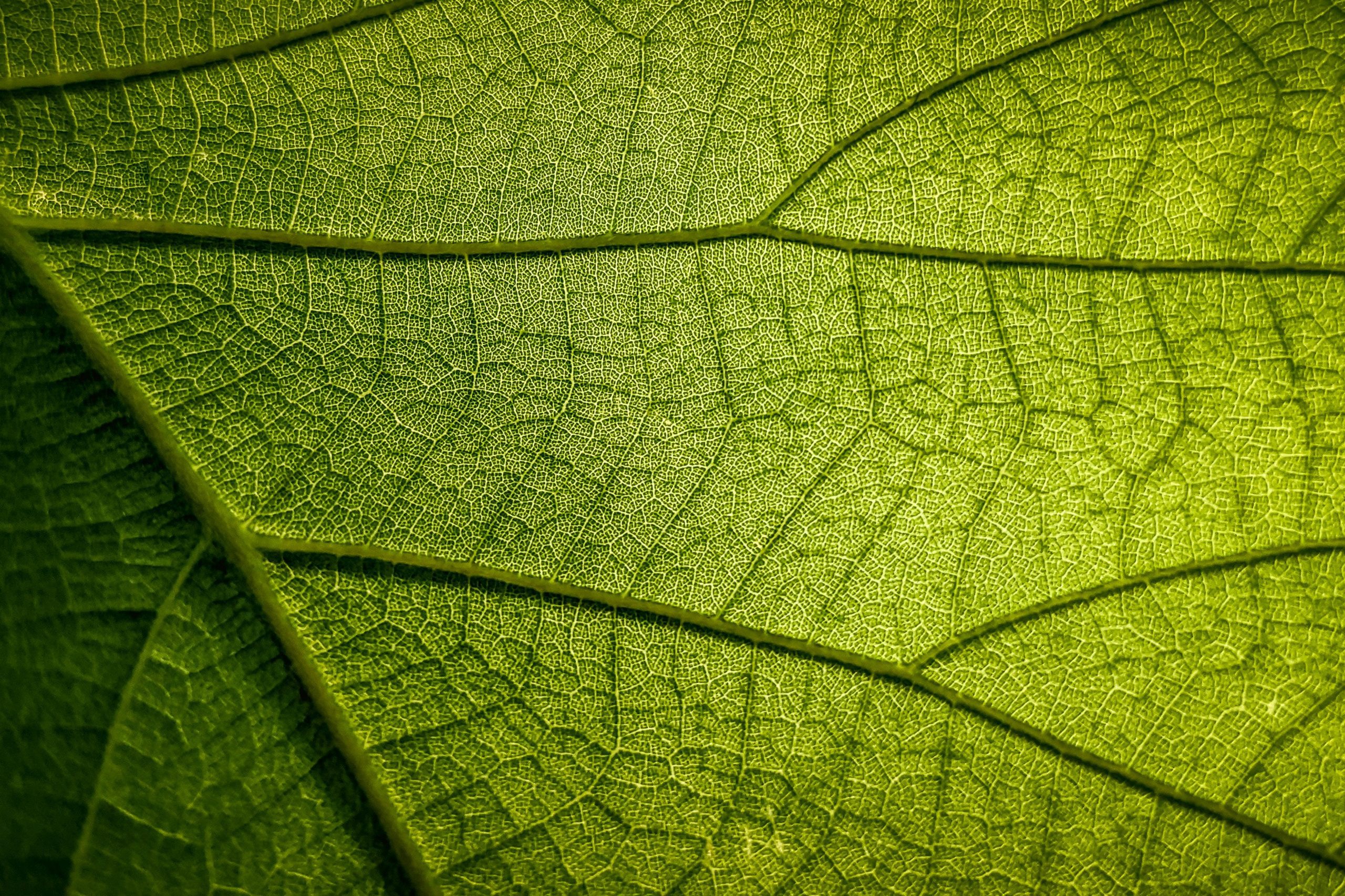 Close-up of leaf