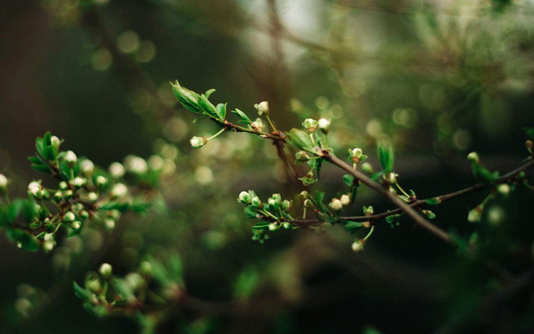 OMNIBUS PACKAGE 2025: SIMPLIFYING CSRD REPORTING OBLIGATIONS