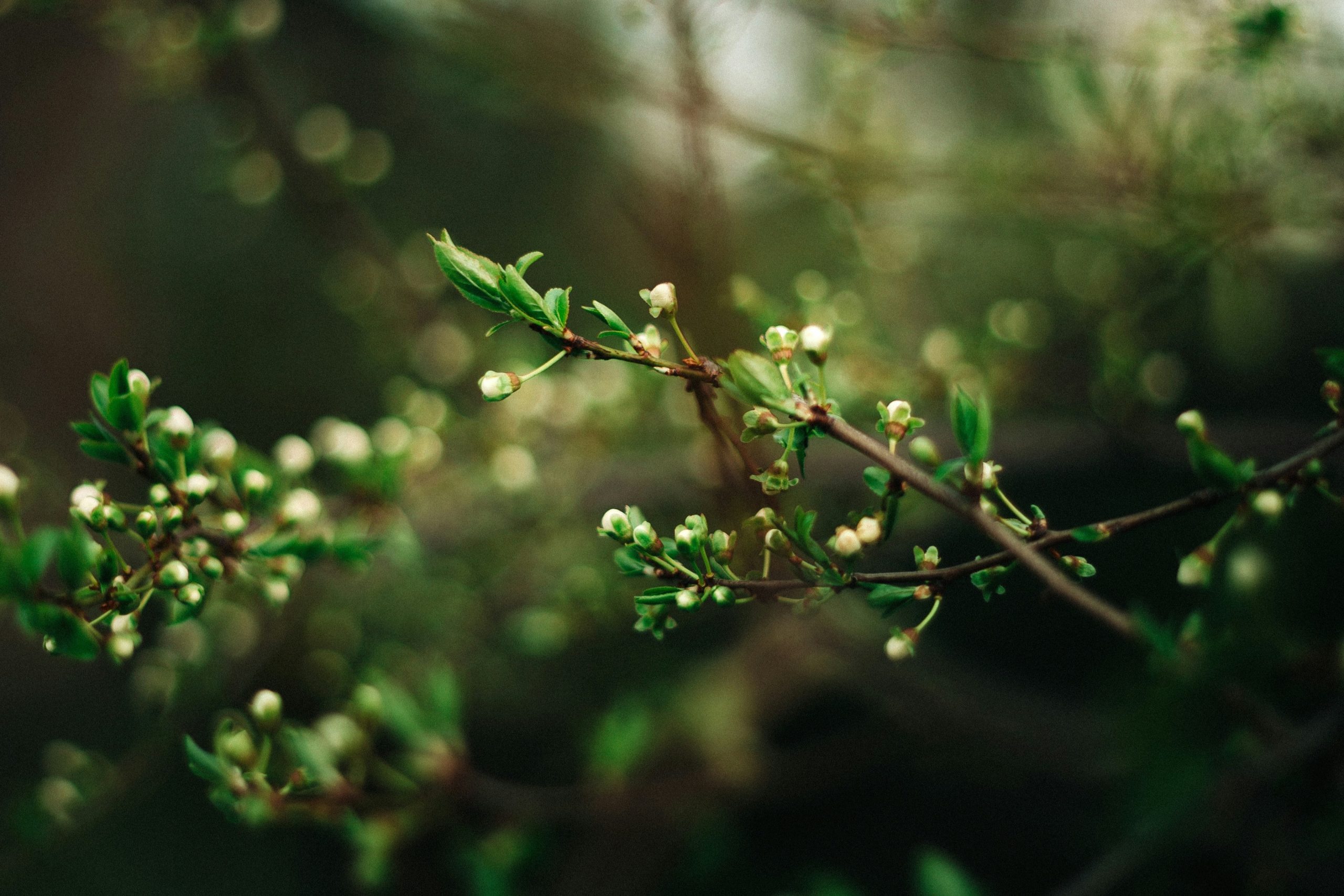 natura-omnibus-sustainability