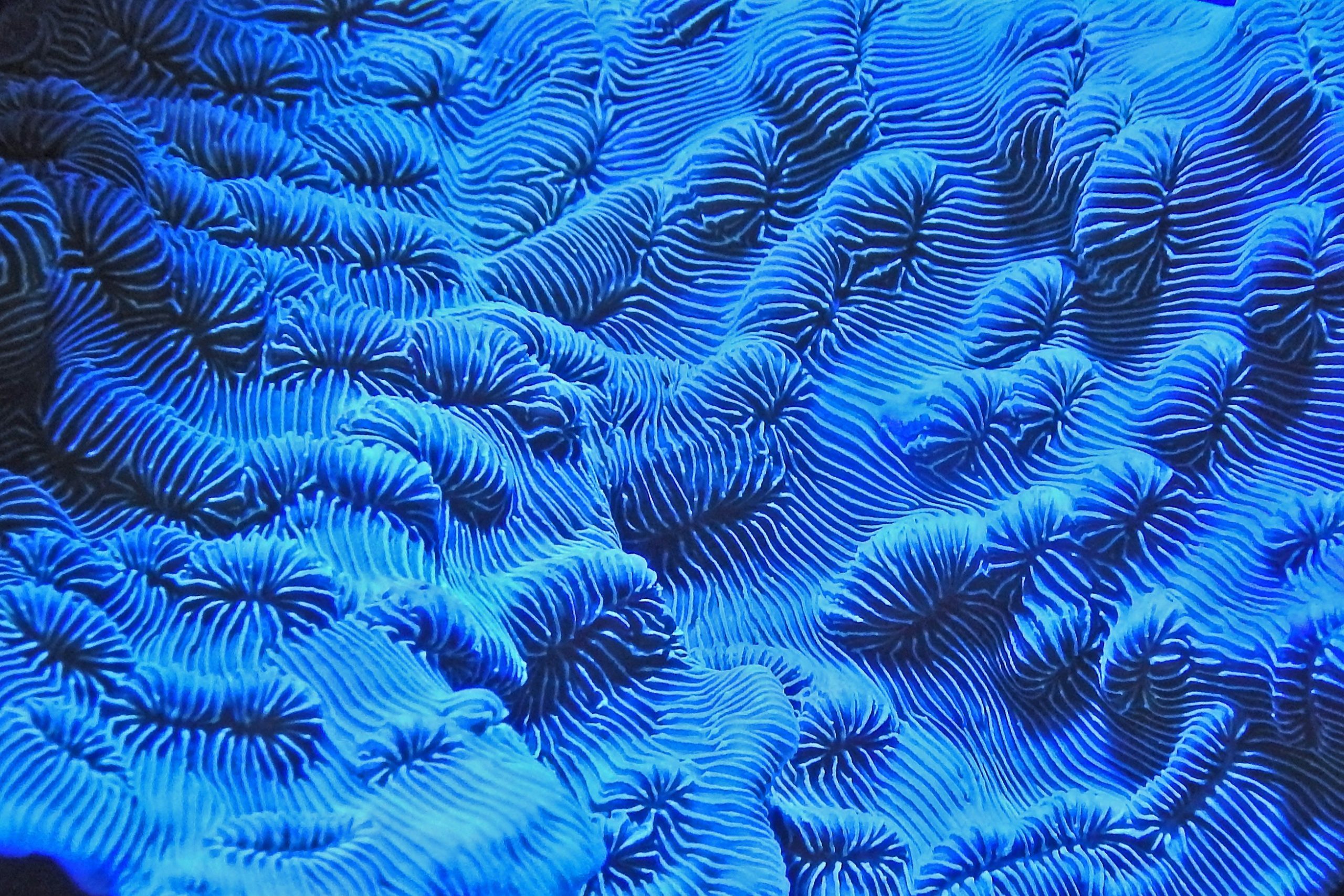 Blue bacterium under a microscope