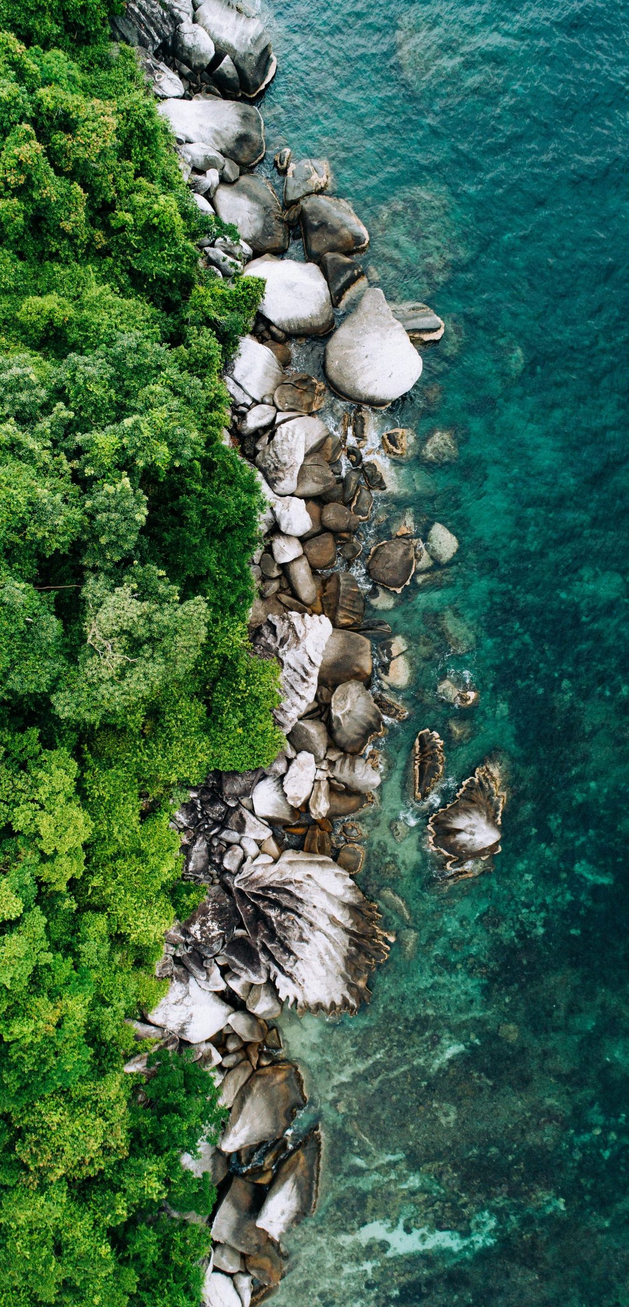 Sea_Forest Sea