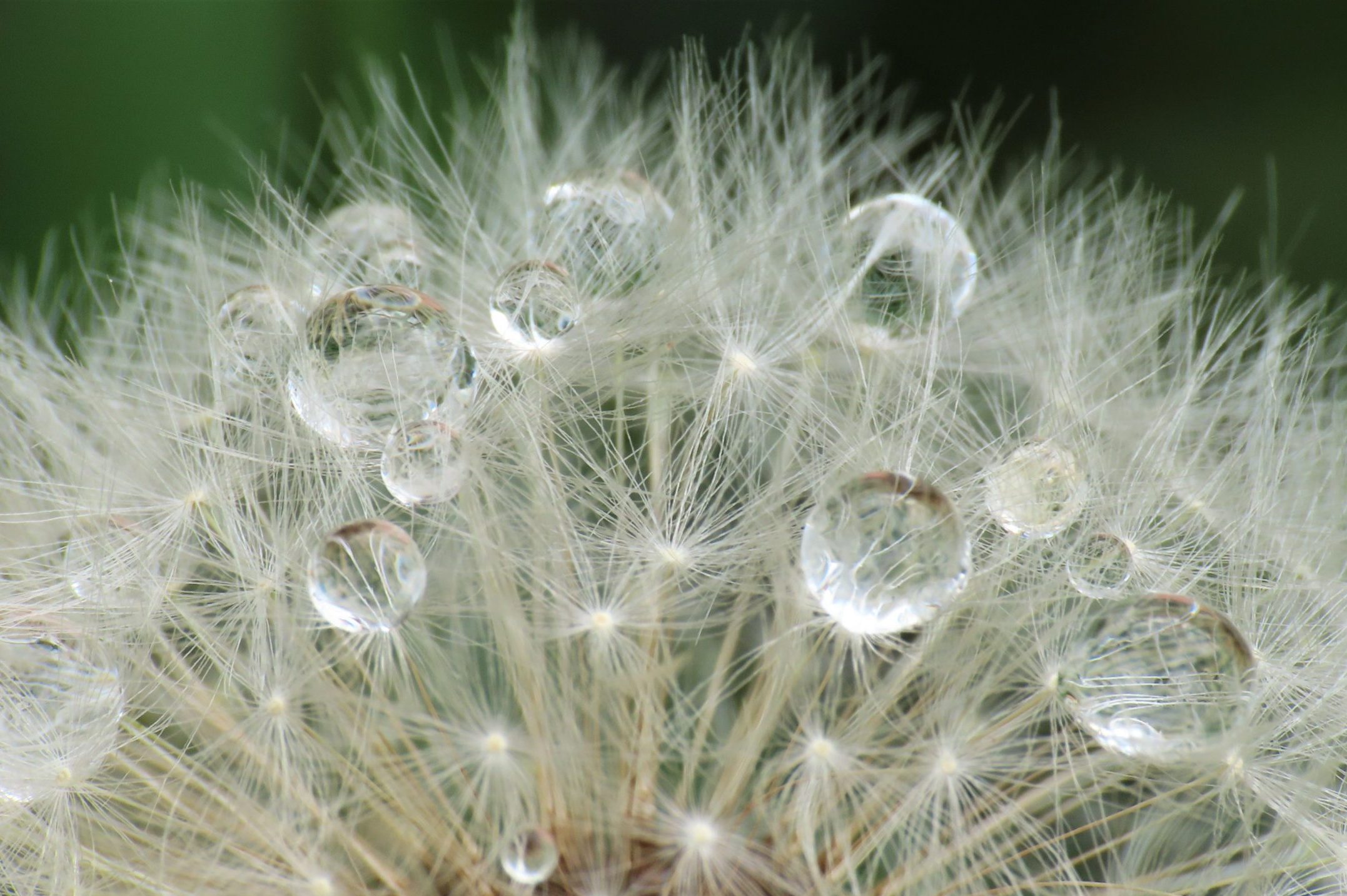 dandelion