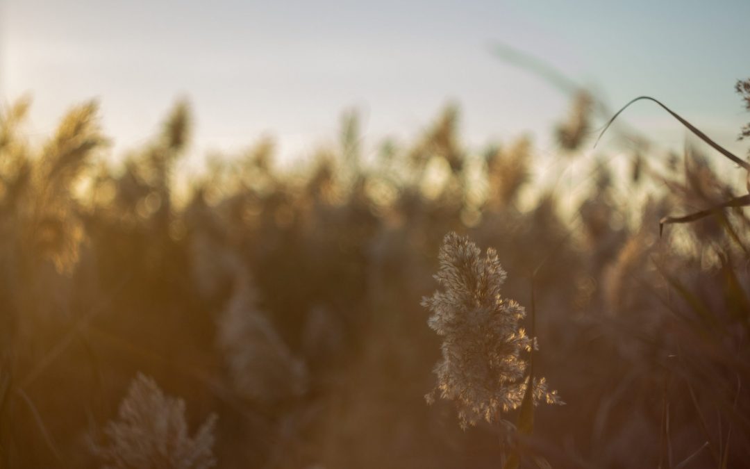 Consulting for Climate-Friendly Healthcare Facilities