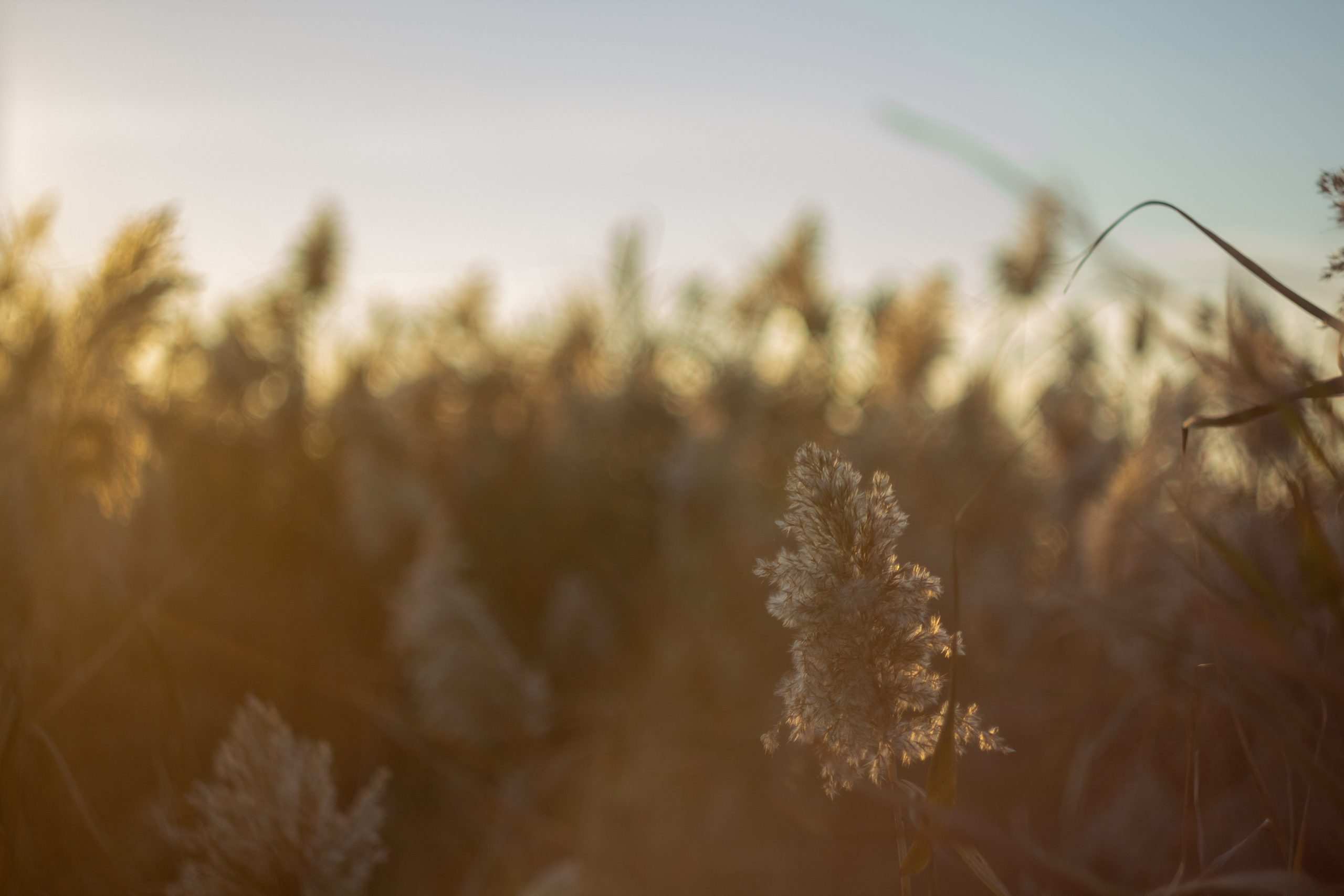 Grain