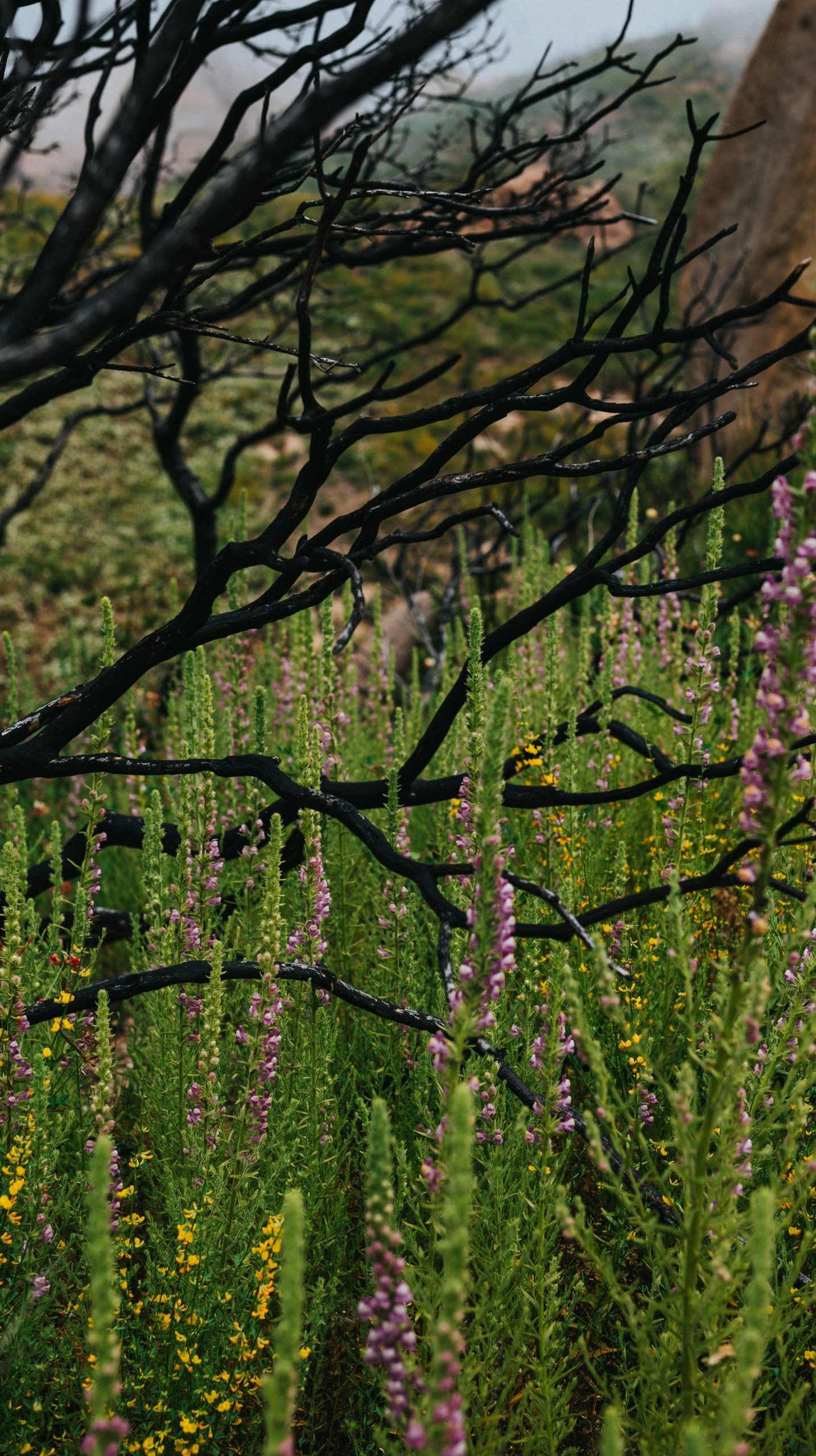 flower-meadow_nathan-dumlao flower meadow