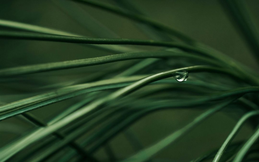 VSME FOR SMES: ESG REPORTING AS A GROWTH BOOSTER AND COMPETITIVE ADVANTAGE 