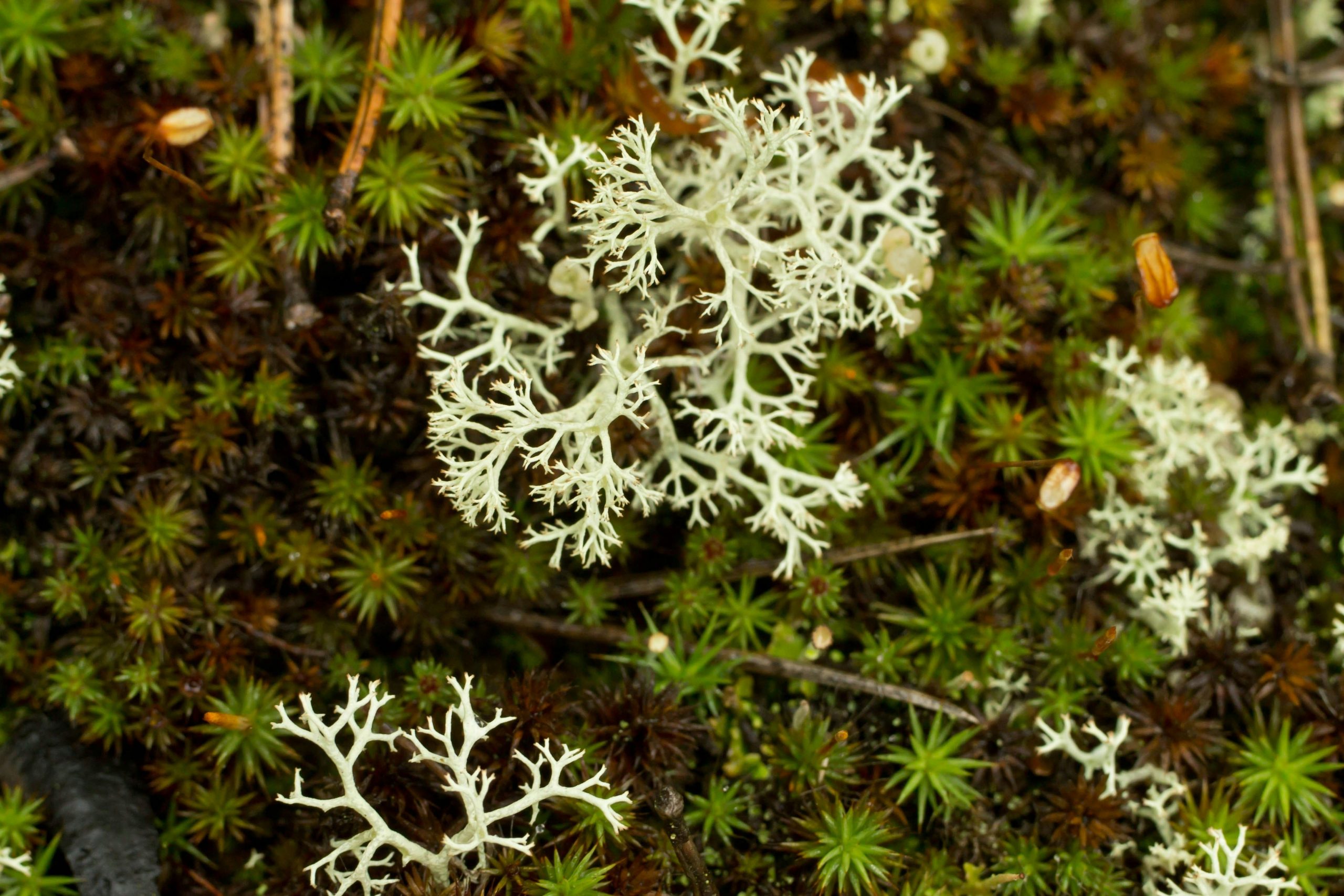 CO2 storage in lichens