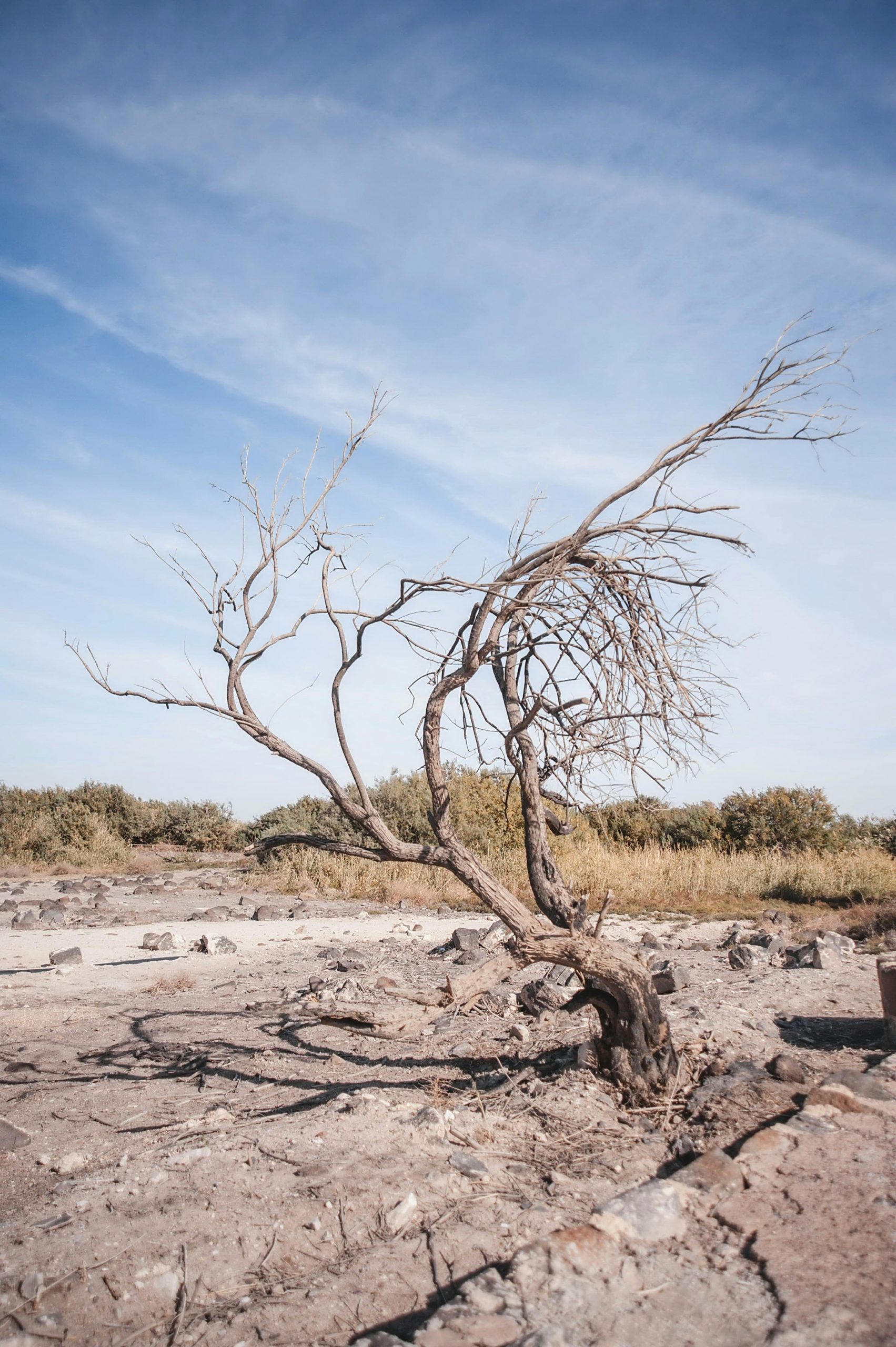 dry tree - climate risk