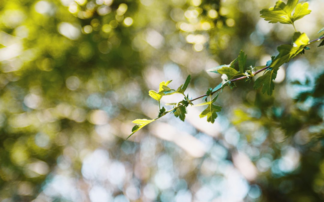 Decarbonisation in SMEs – from quick wins to a comprehensive investment strategy