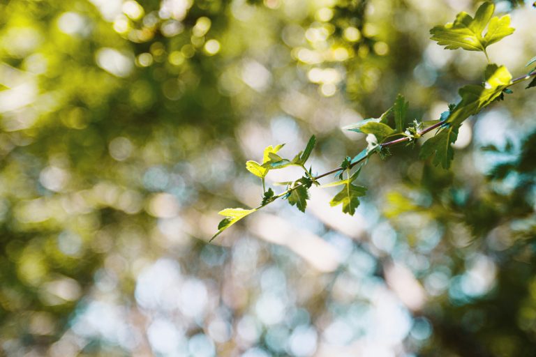 Decarbonisation in SMEs – from quick wins to a comprehensive investment strategy