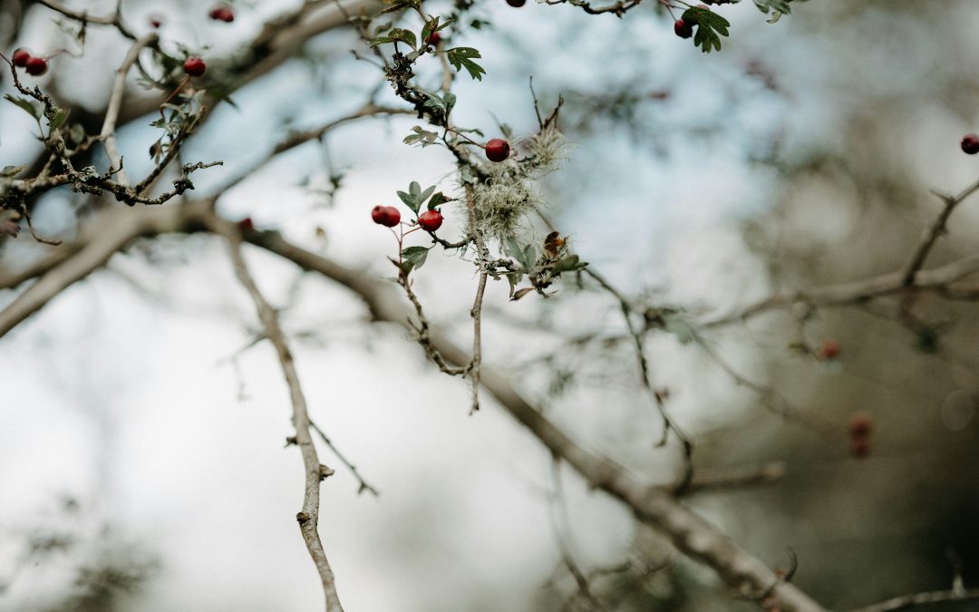 Embedding sustainability strategically