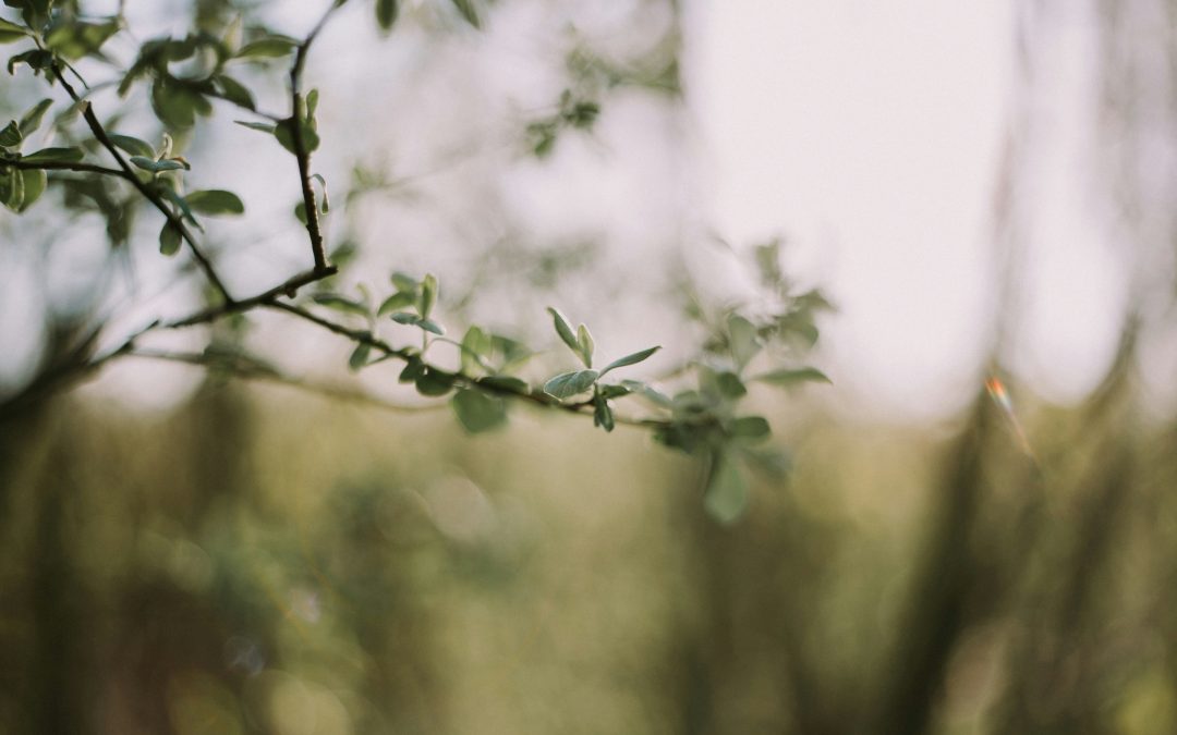 No Transformation Without People: Embedding ESG Successfully in the Culture