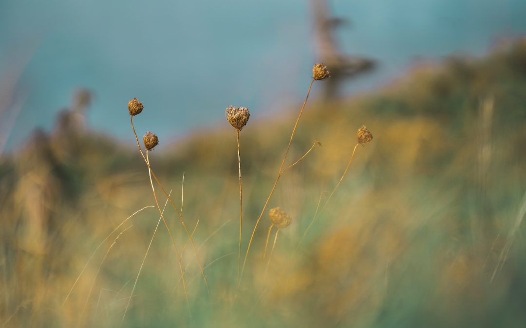 The “Big 3” – CSRD, CSDDD and EU Taxonomy – what is currently shifting and what remains