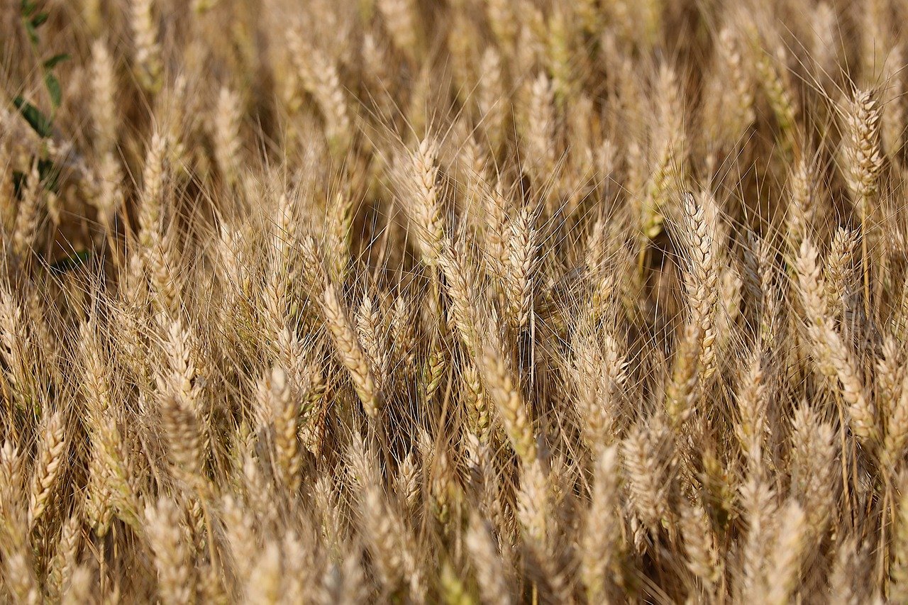 wheat_sustainability communication