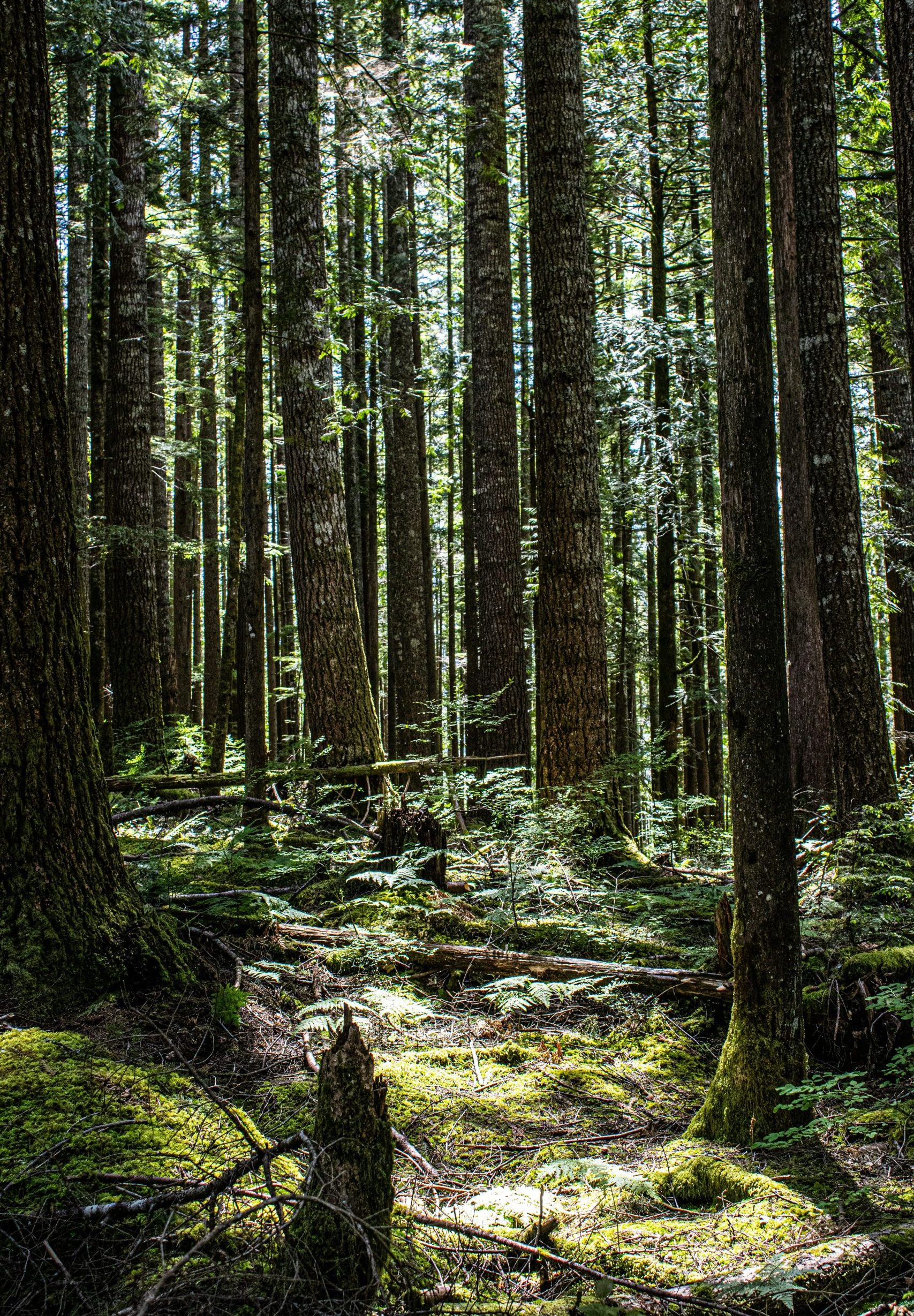 nella foresta con alberi molto alti