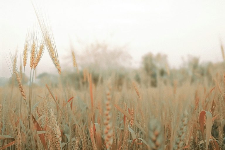 Comunicare la sostenibilità – ma nel modo giusto: cosa significa la Direttiva Empowering Consumers per la tua azienda