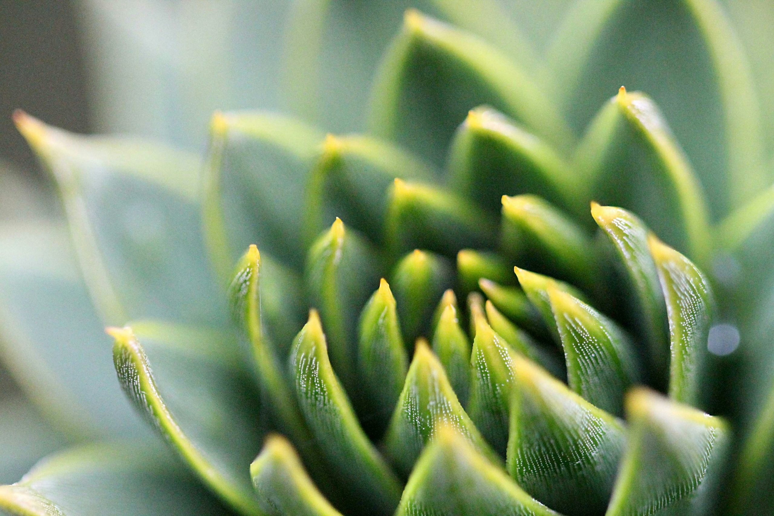 pianta grassa usata metaforicamente con i suoi strati fino al nocciolo