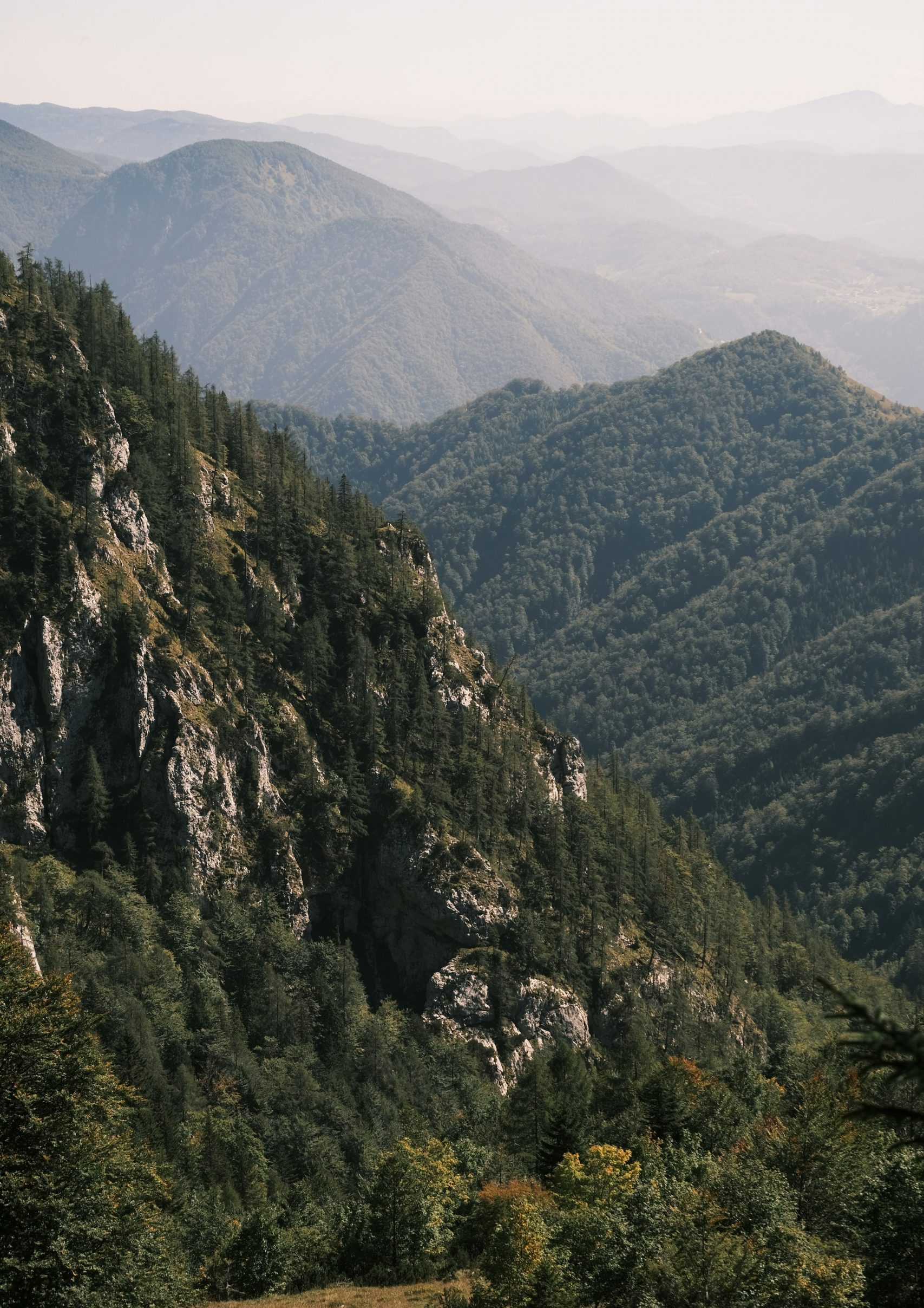 Wald mit Bergen im Nebel