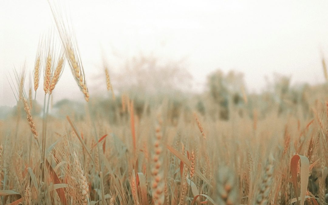 Nachhaltig kommunizieren – aber richtig: Was die Empowering Consumers-Richtlinie für Ihr Unternehmen bedeutet