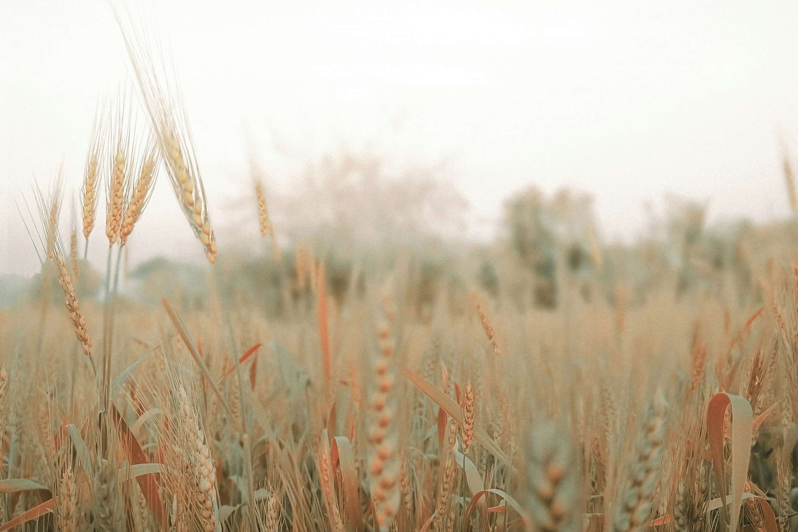 Natur, Getreide, nachhaltig kommunizieren