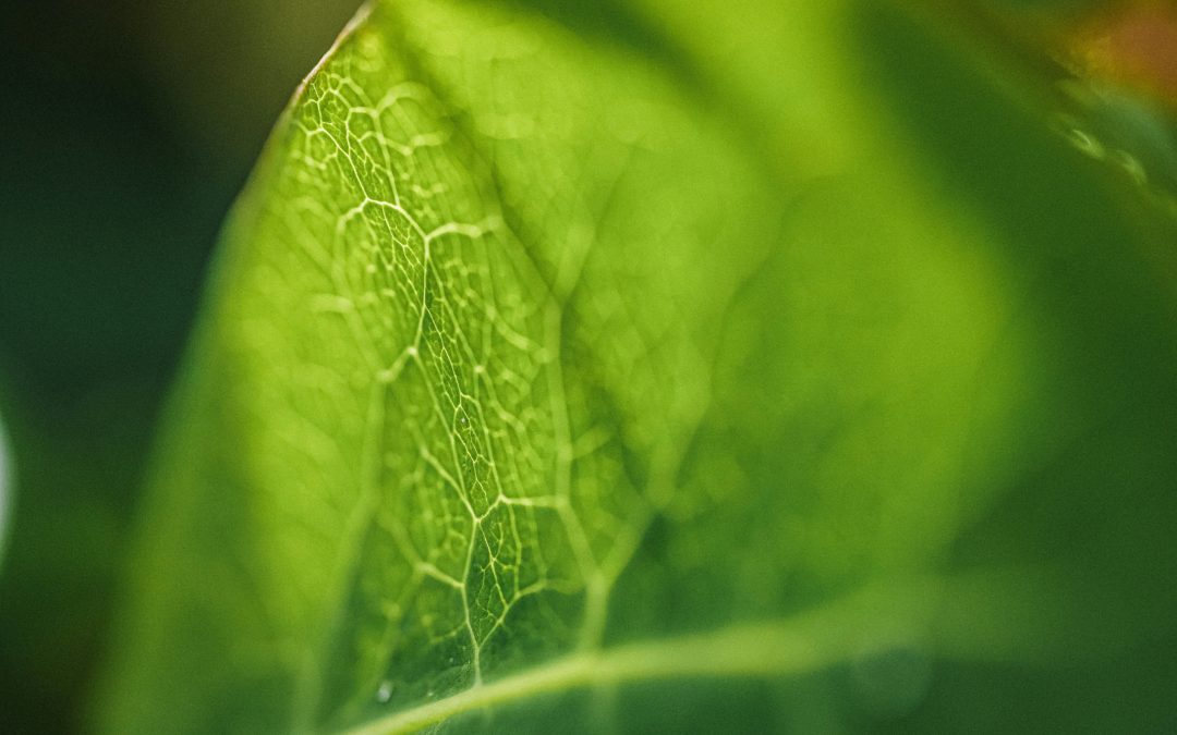 Science Based Targets im Lebensmittelhandel: Warum jetzt Handeln Pflicht wird