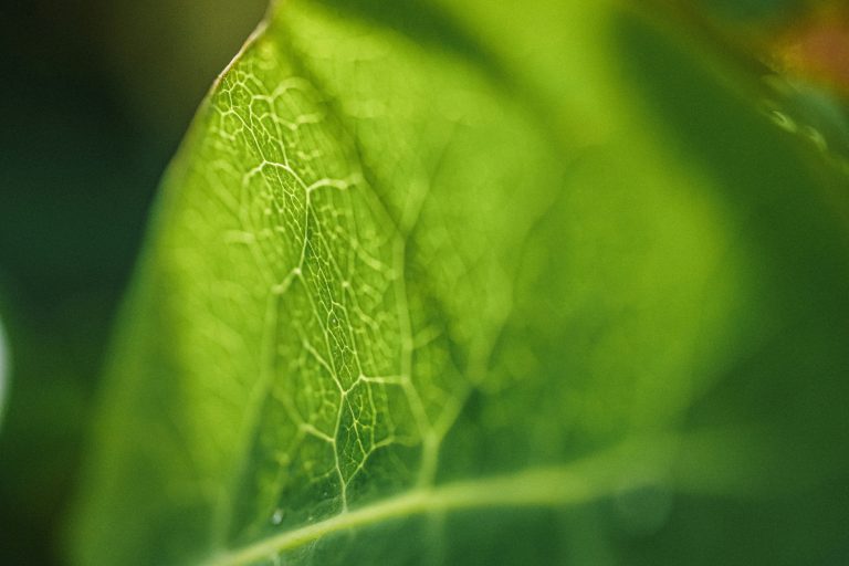 Science Based Targets im Lebensmittelhandel: Warum jetzt Handeln Pflicht wird