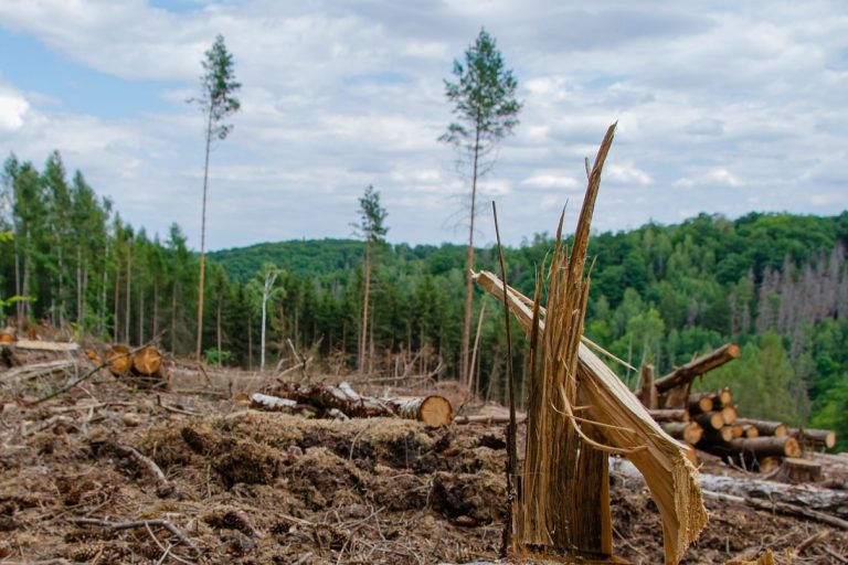 EUDR kurz erklärt – warum die Entwaldungsverordnung jetzt auf Ihre Agenda gehört 