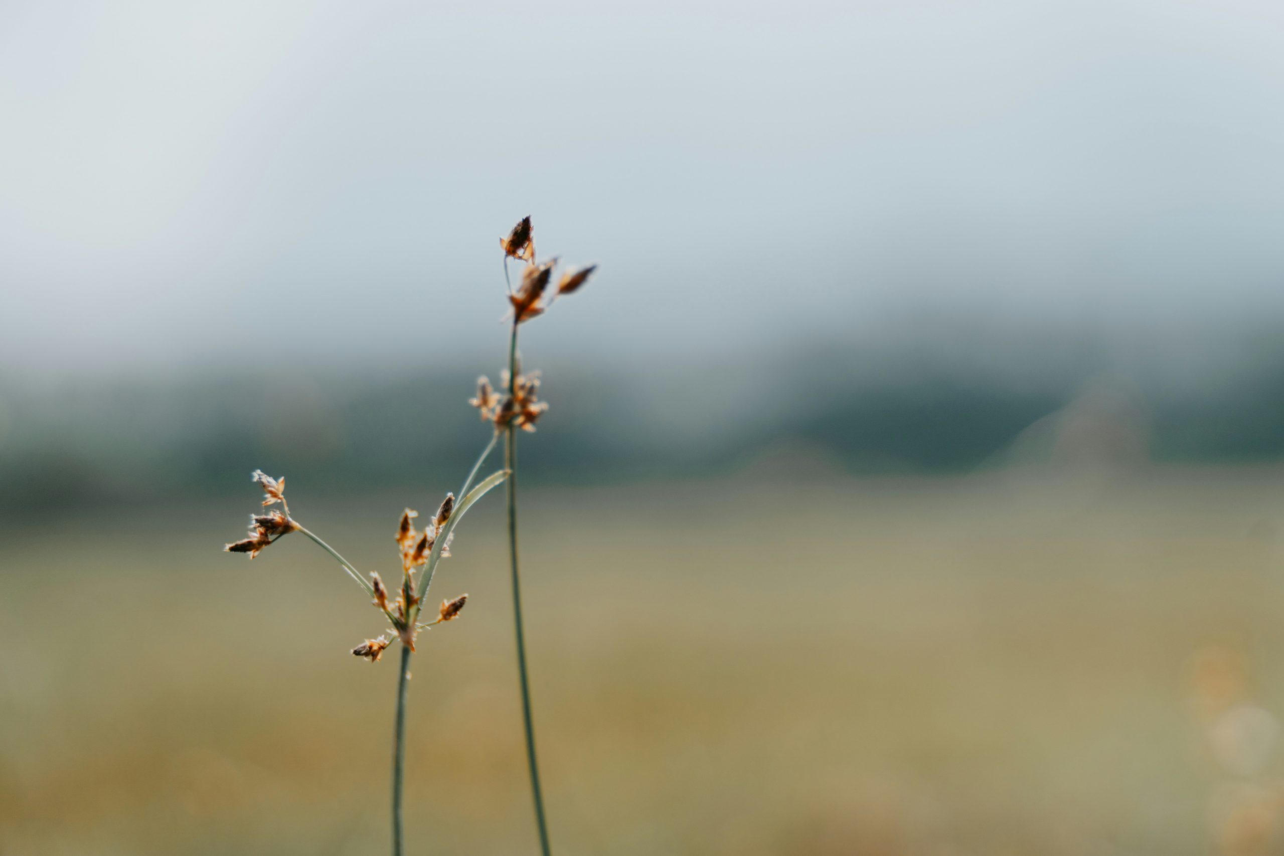Eine Blume in der Wiese, Lieferkette