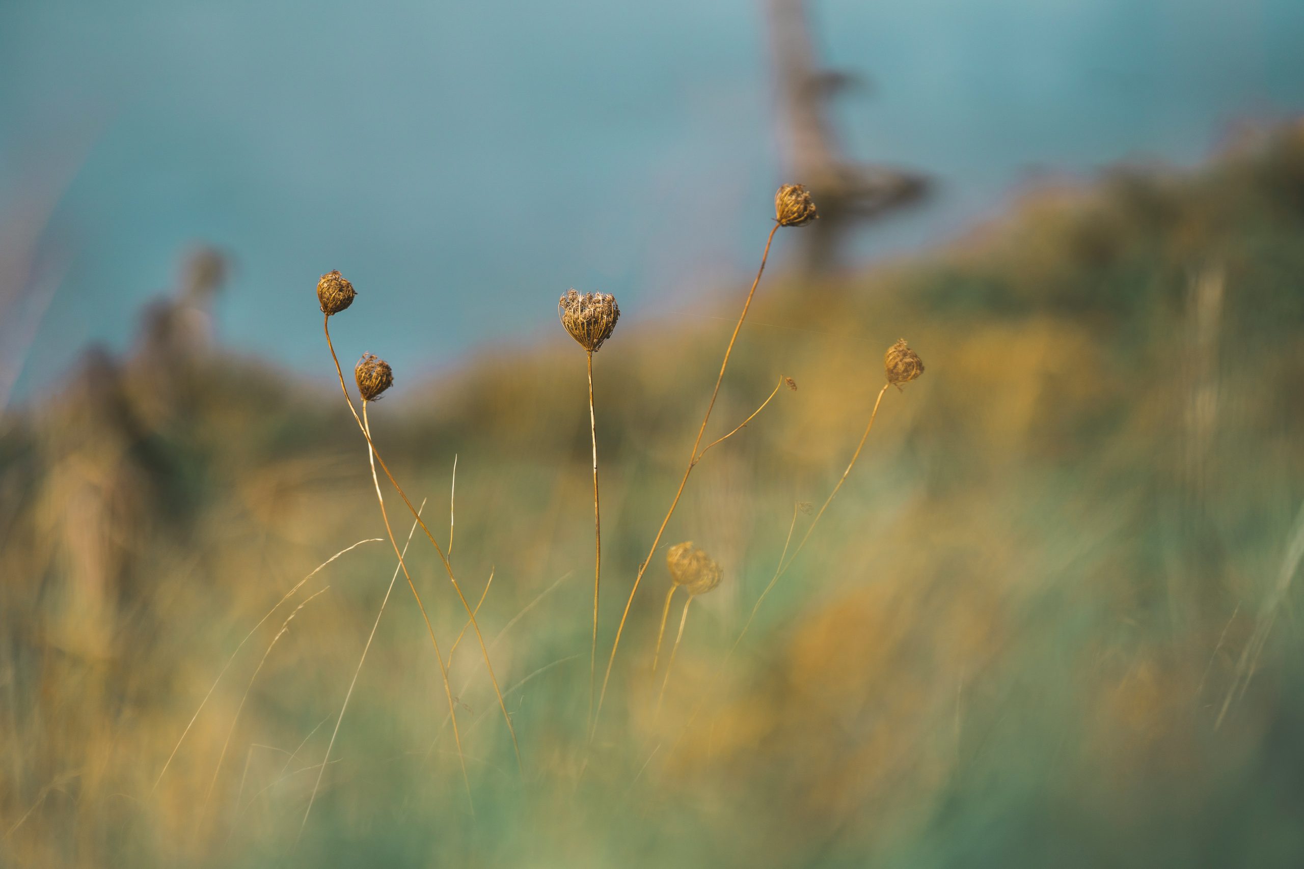 Wiese_CSRD-CSDDD-EU-Taxonomie Updates