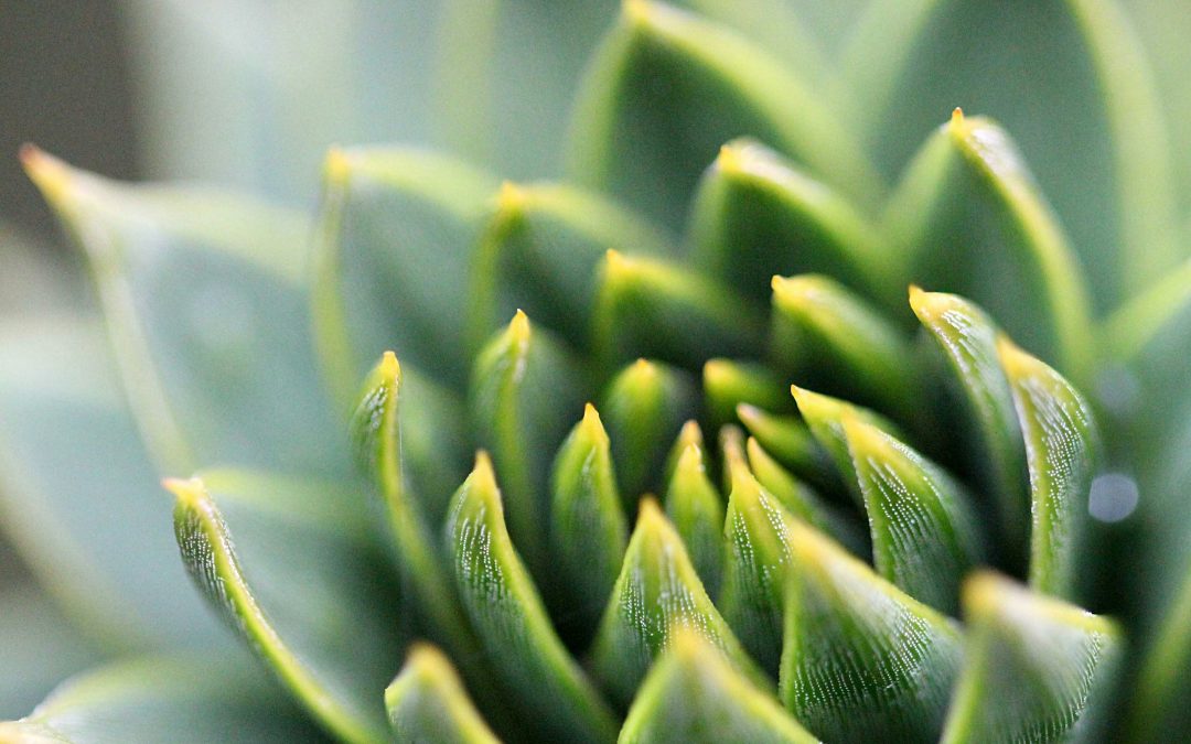 Omnibus-Einigung: Entlastung für den Mittelstand – strategische Fragen für Europa