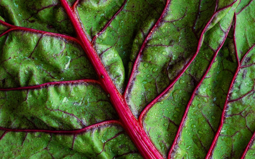 BIOFACH 2026: Nachhaltigkeit als Managementaufgabe in der Lebensmittelbranche