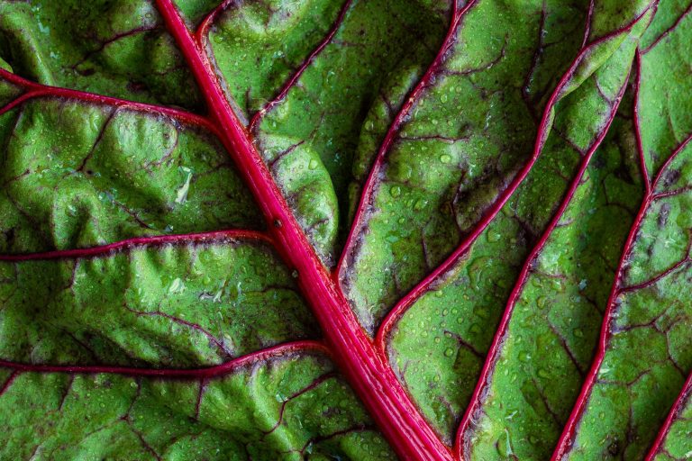 BIOFACH 2026: Nachhaltigkeit als Managementaufgabe in der Lebensmittelbranche