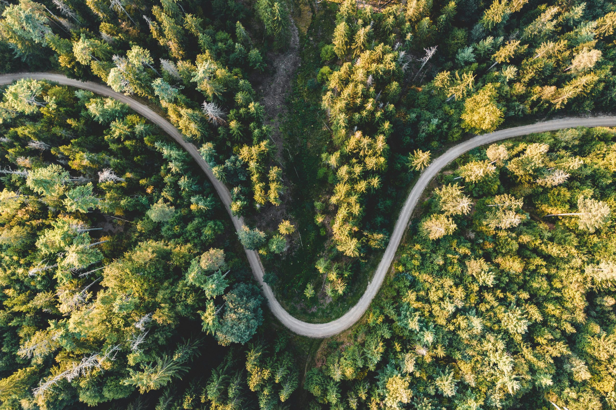 EcoVadis-Bewertung_kd eine Straße durch den Wald wie das V von EcoVadis-Bewertung und symbolisch für die Guidance von Terra durch den Prozess der EcoVadis-Zertifizierung