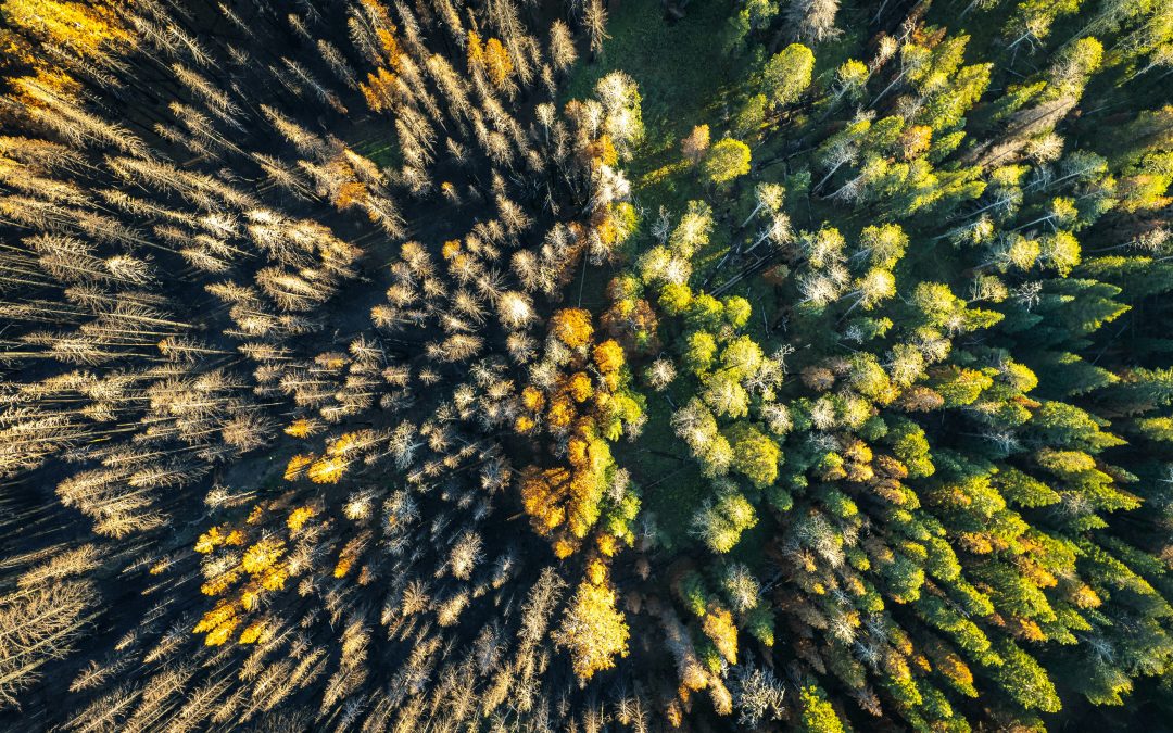 Co2-Kompensation neu gedacht: Klimaschutz wirksam und sicher finanzieren