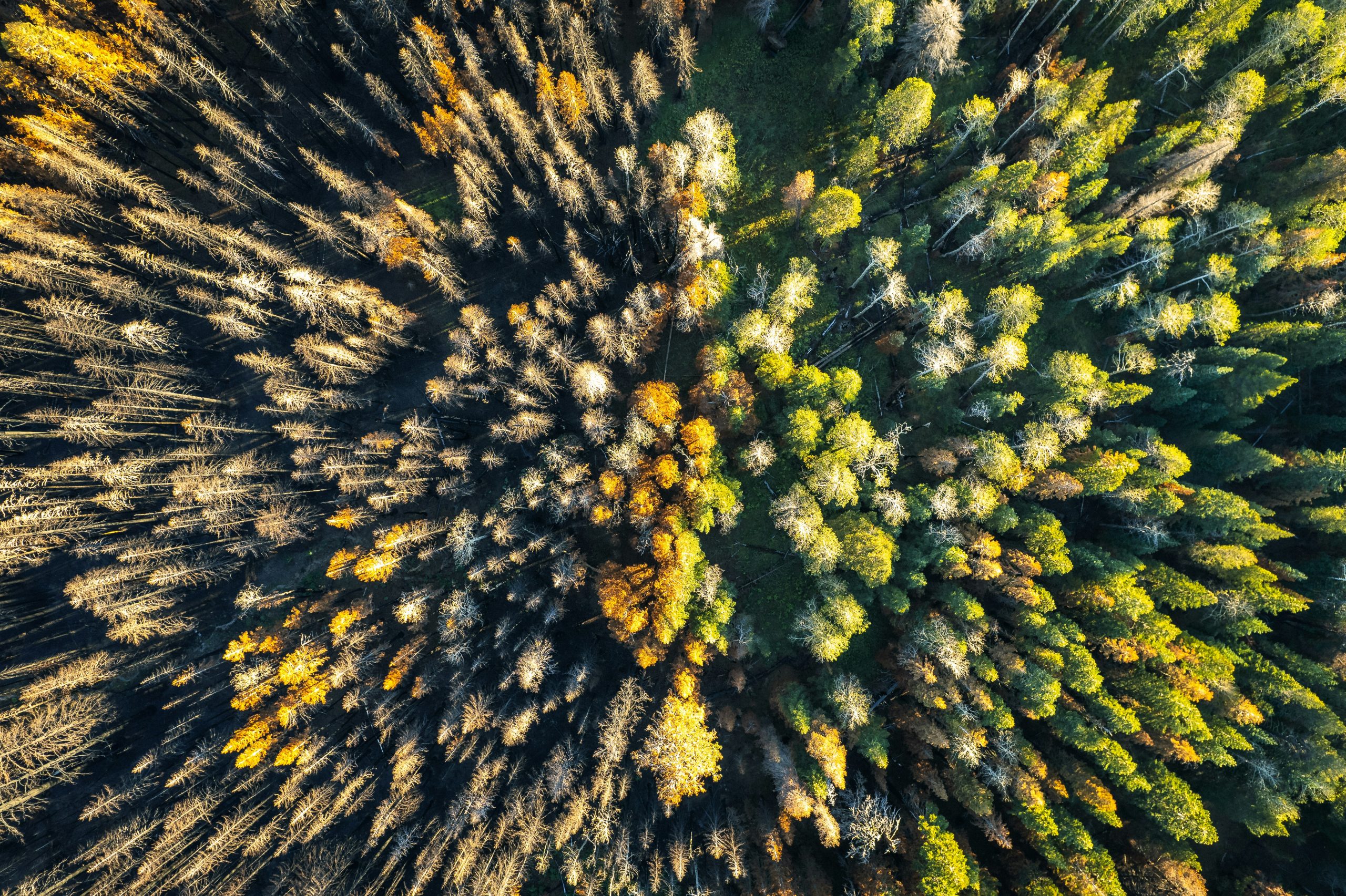 CO2 Kompensation: auf dem Bild sieht man einen großen Wald, symbolisch für ein Kompensationsprojekt